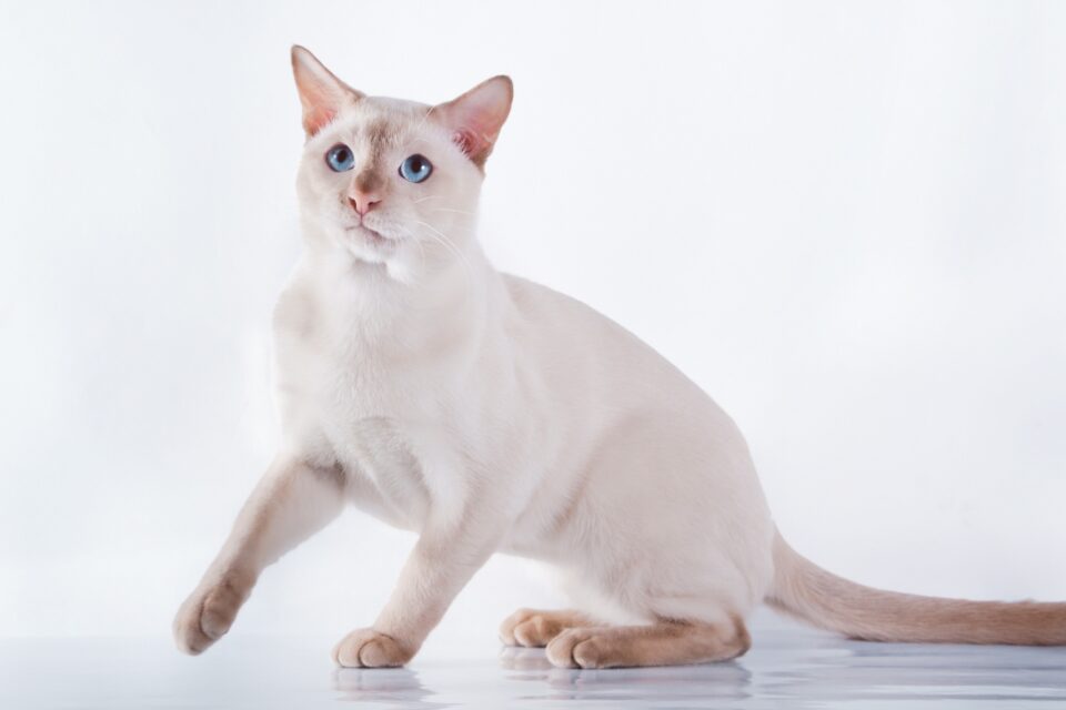How Much Does a Tonkinese Cat Cost? (2024 Price Guide)