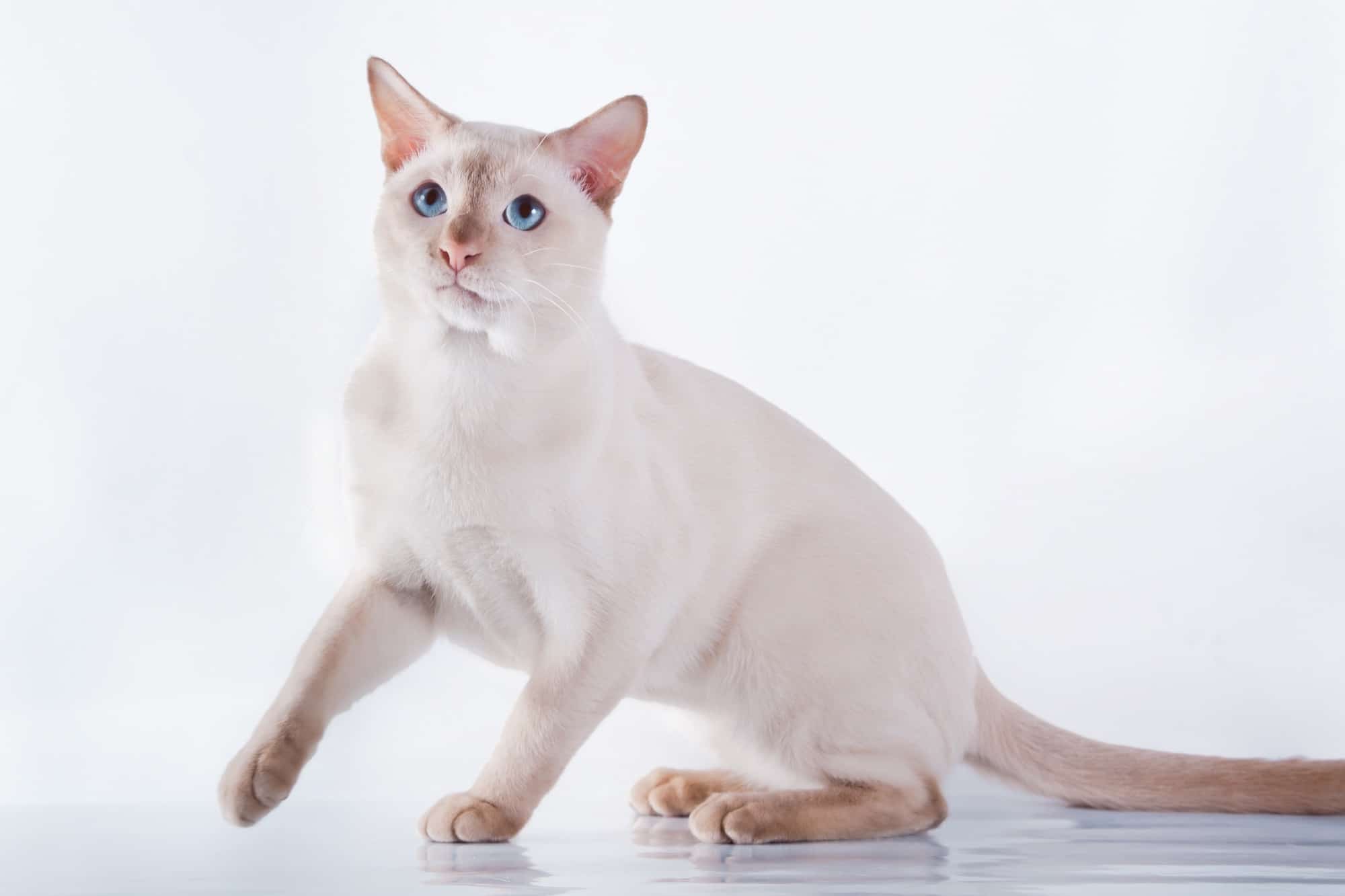How Much Does a Tonkinese Cat Cost? (2024 Price Guide)