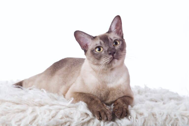 How Much Does a Tonkinese Cat Cost? (2024 Price Guide)