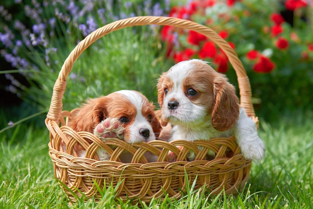 10 Best Cavalier King Charles Spaniel Breeders (2024)