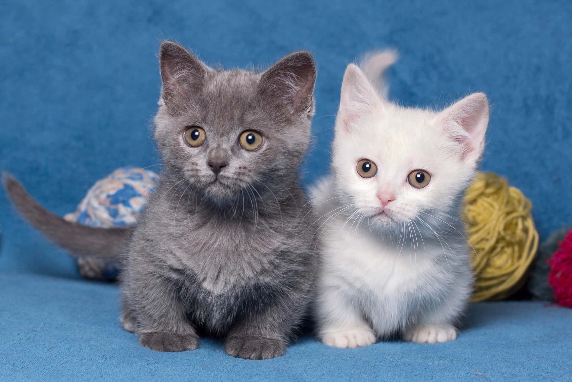 How Much Does a Munchkin Cat Cost? (2024 Price Guide)