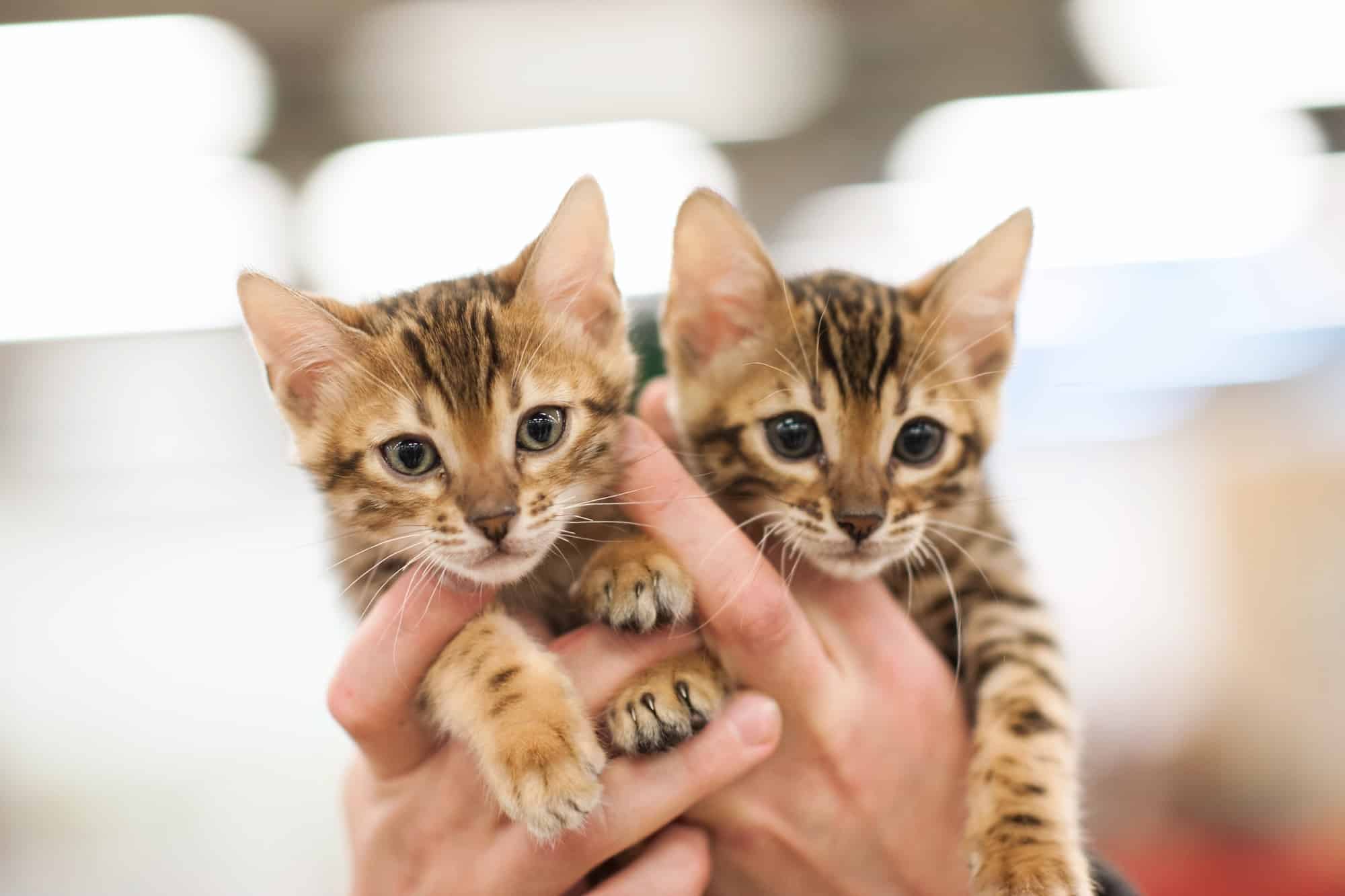 10 Best Bengal Cat Breeders (2025) Our Top 10 Picks!