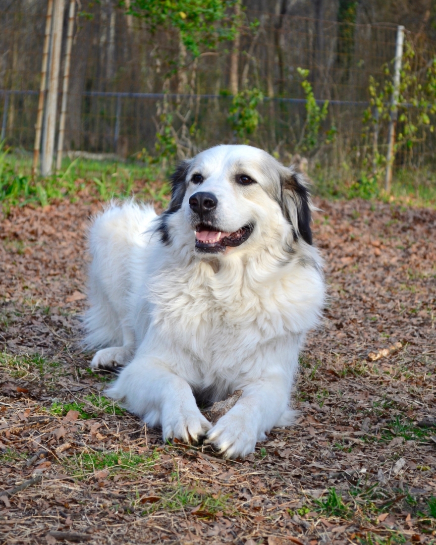 Anatolian Shepherd Great Pyrenees Mix Info, Pictures, Facts, FAQs & More