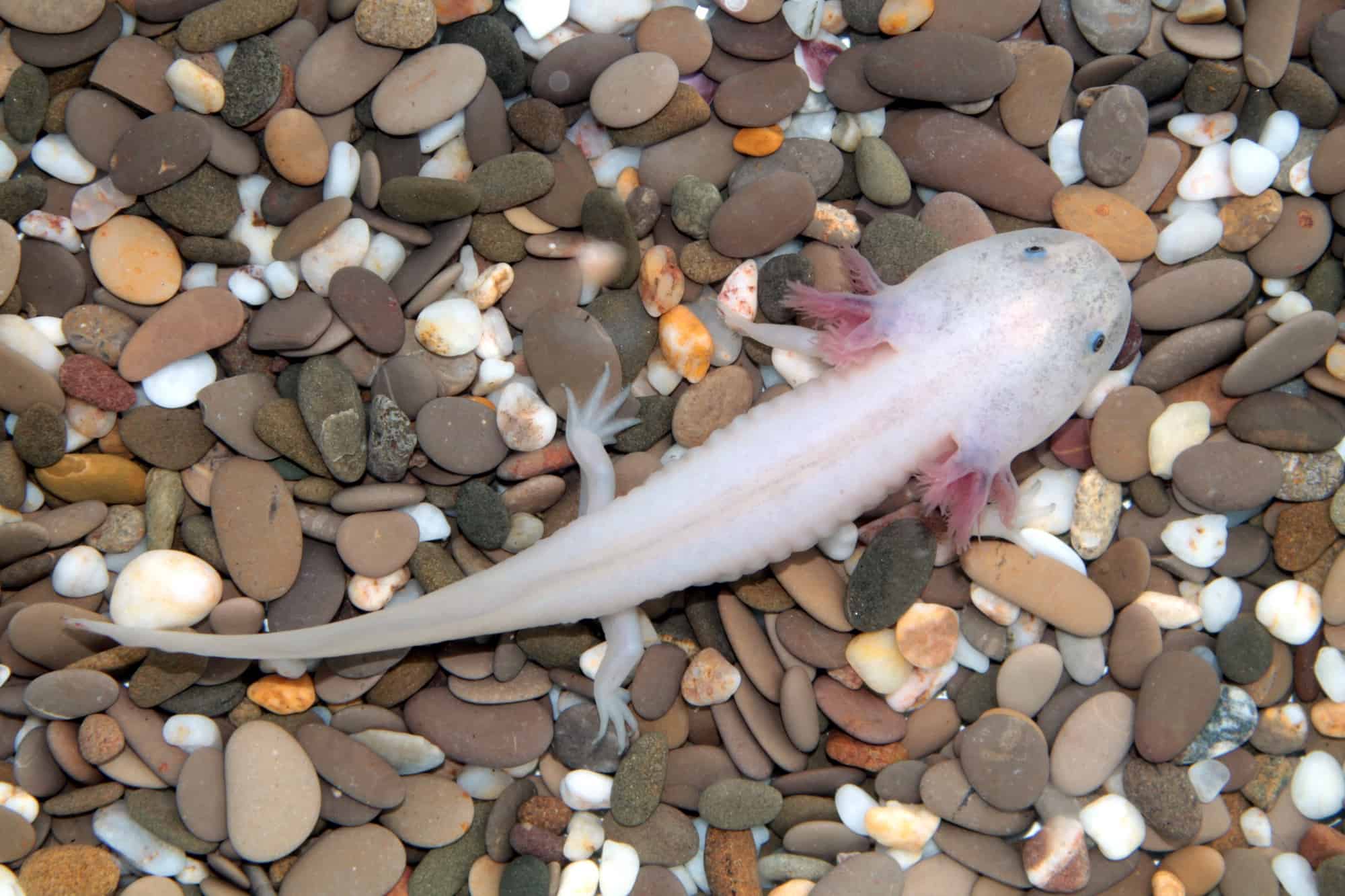 Can Axolotls Go on Land? All Questions Answered (With FAQs)