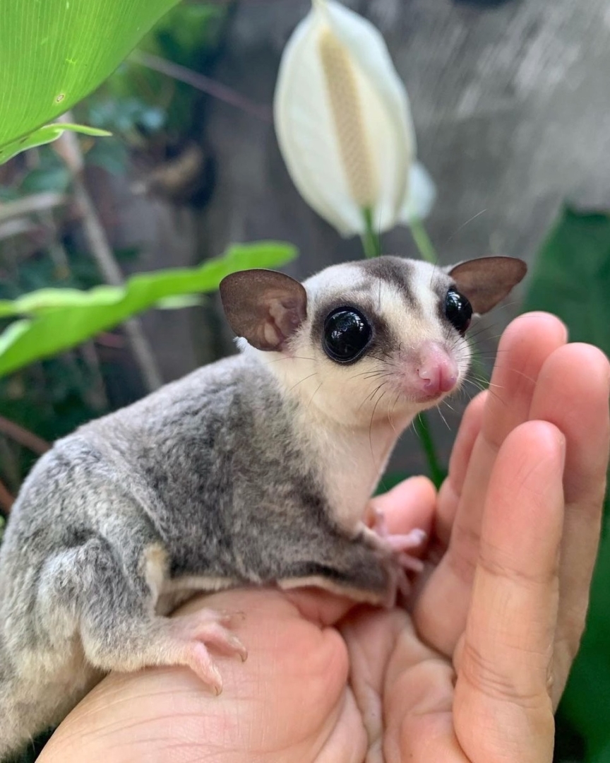 20+ Sugar Glider Colors and Patterns Explained (With Pictures)