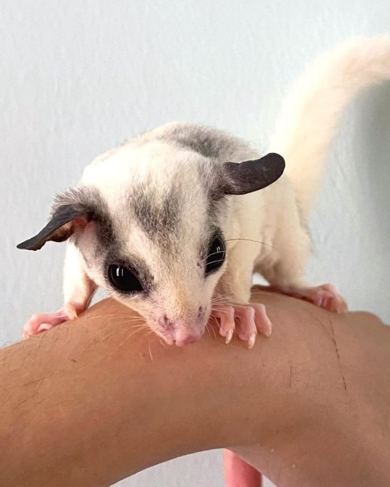 20+ Sugar Glider Colors and Patterns Explained (With Pictures)