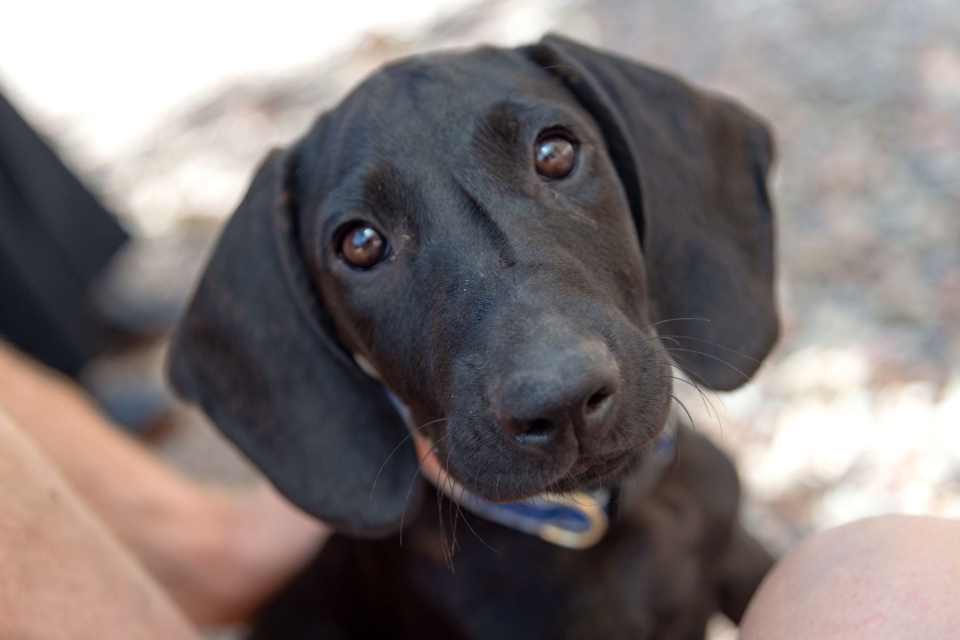 Plott Hound Lab Mix Info, Pictures, Facts, Traits, FAQs & More