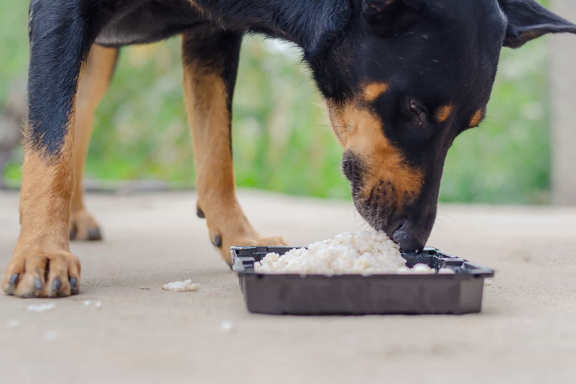 How Much to Feed a Doberman (Puppy & Adult Feeding Chart)