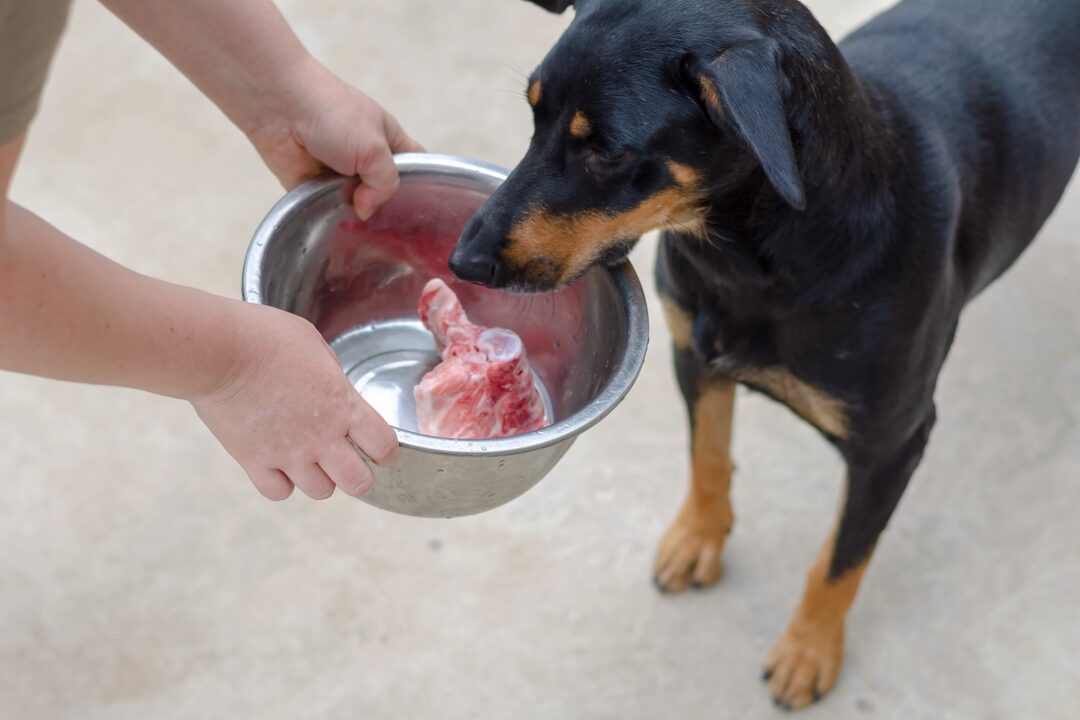 How Much to Feed a Doberman (Puppy & Adult Feeding Chart)