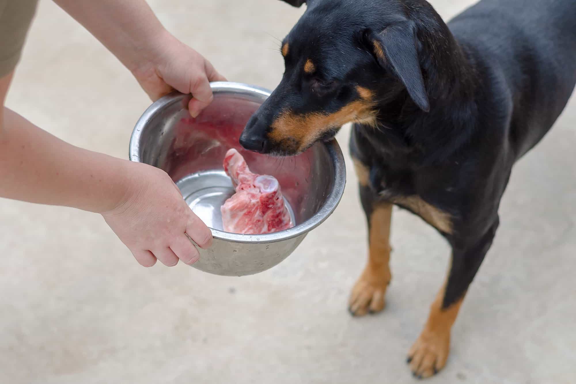 How Much to Feed a Doberman (Puppy & Adult Feeding Chart)