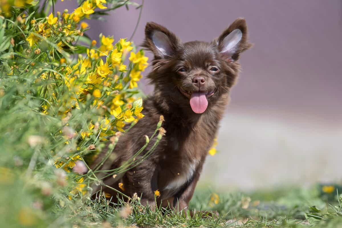 A brown Chihuahua dog sits and smiles