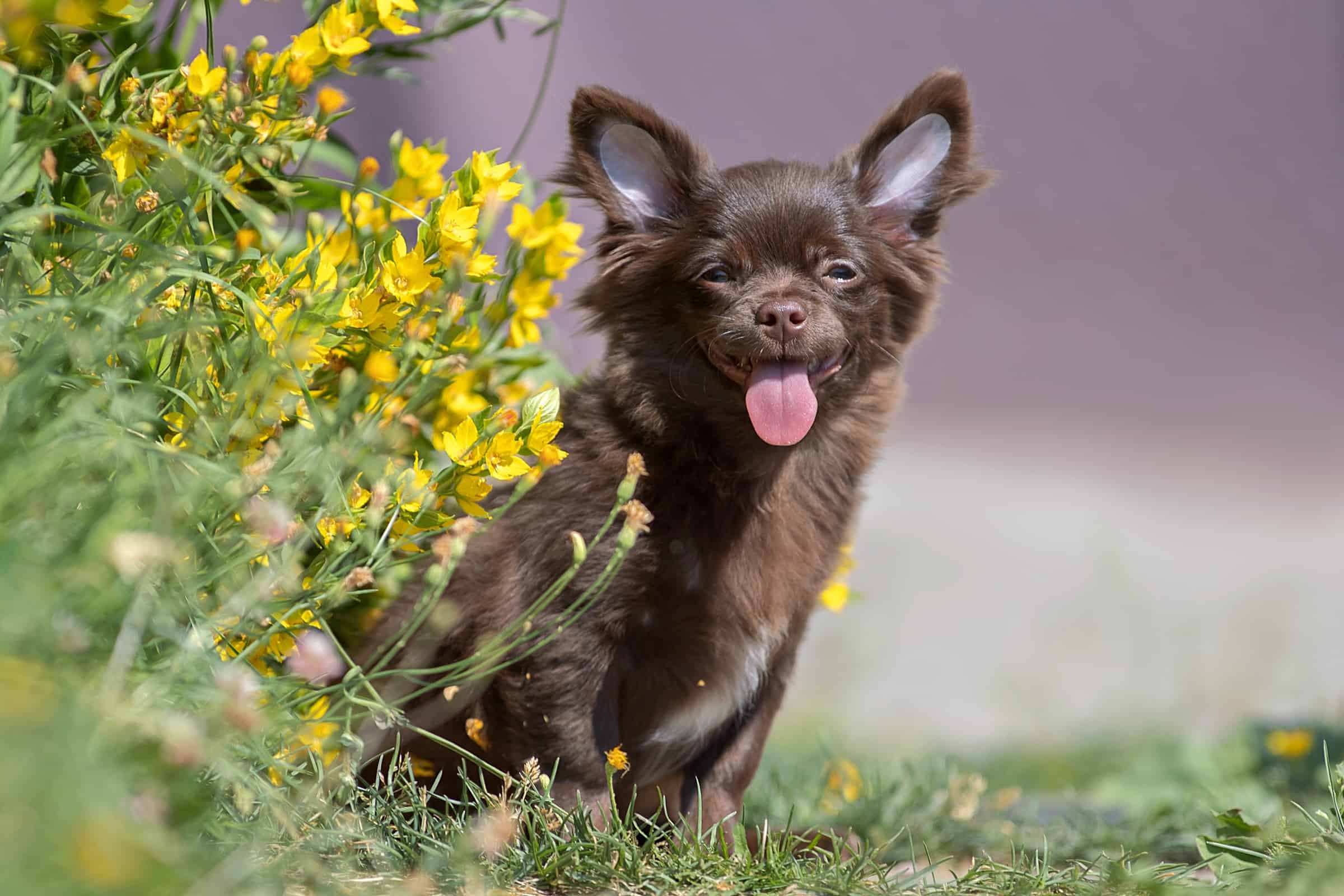 Brown Chihuahua Facts, Traits, & FAQs (With Pictures)