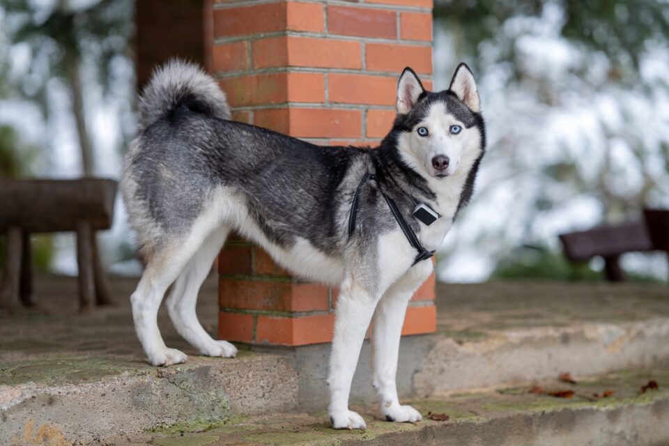 Why Do Huskies Have Curly Tails? Complete Husky Tail Guide