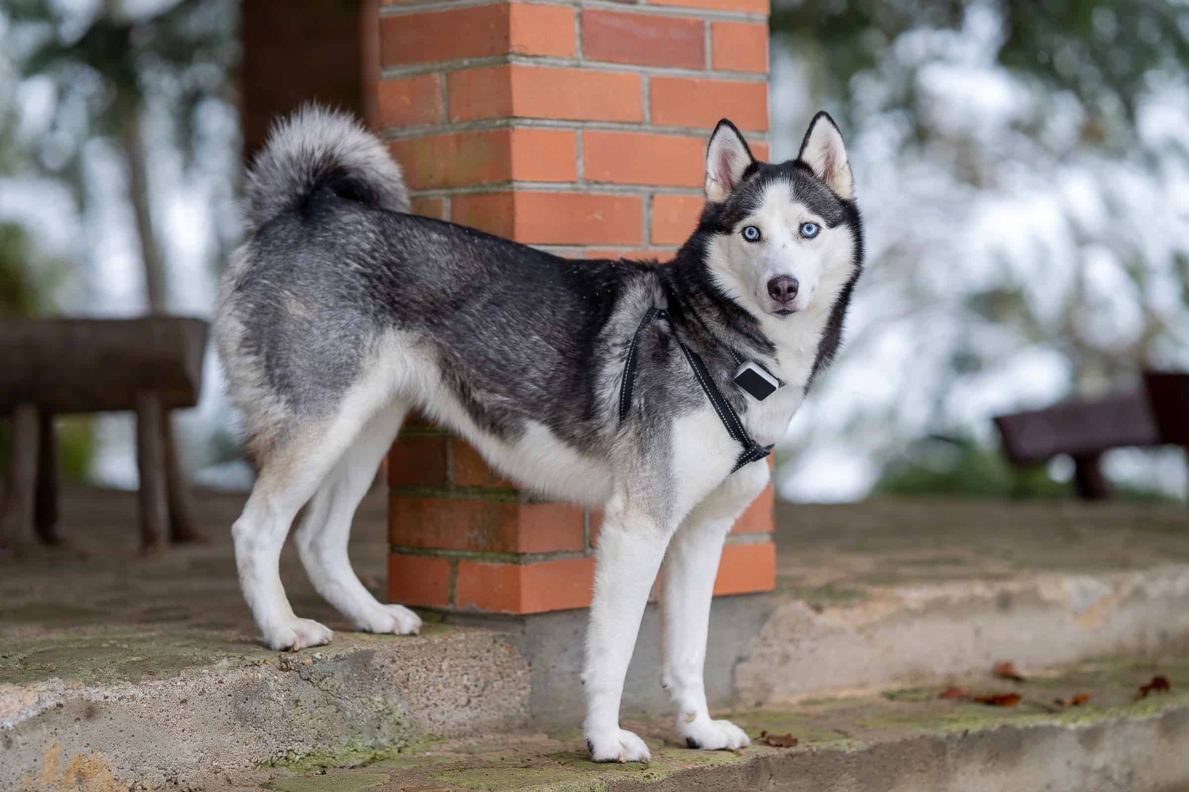 Why Do Huskies Have Curly Tails? Complete Husky Tail Guide