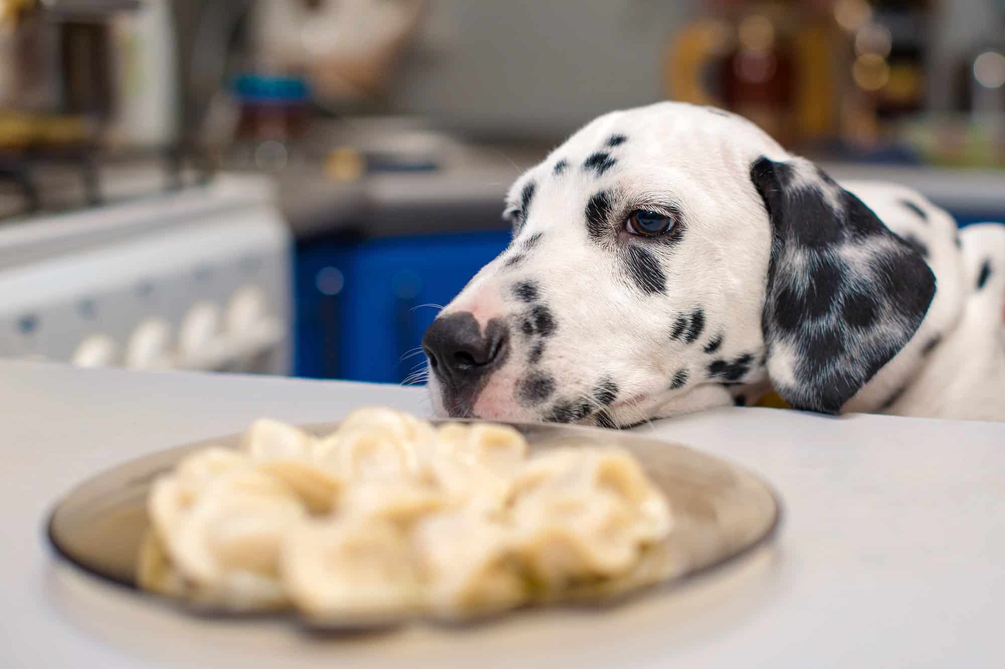 How Much to Feed a Dalmatian (Puppy & Adult Feeding Chart)