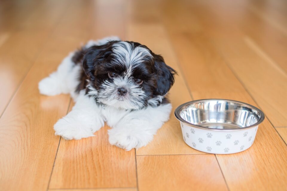 How Much to Feed a Shih Tzu (Puppy & Adult Feeding Chart)