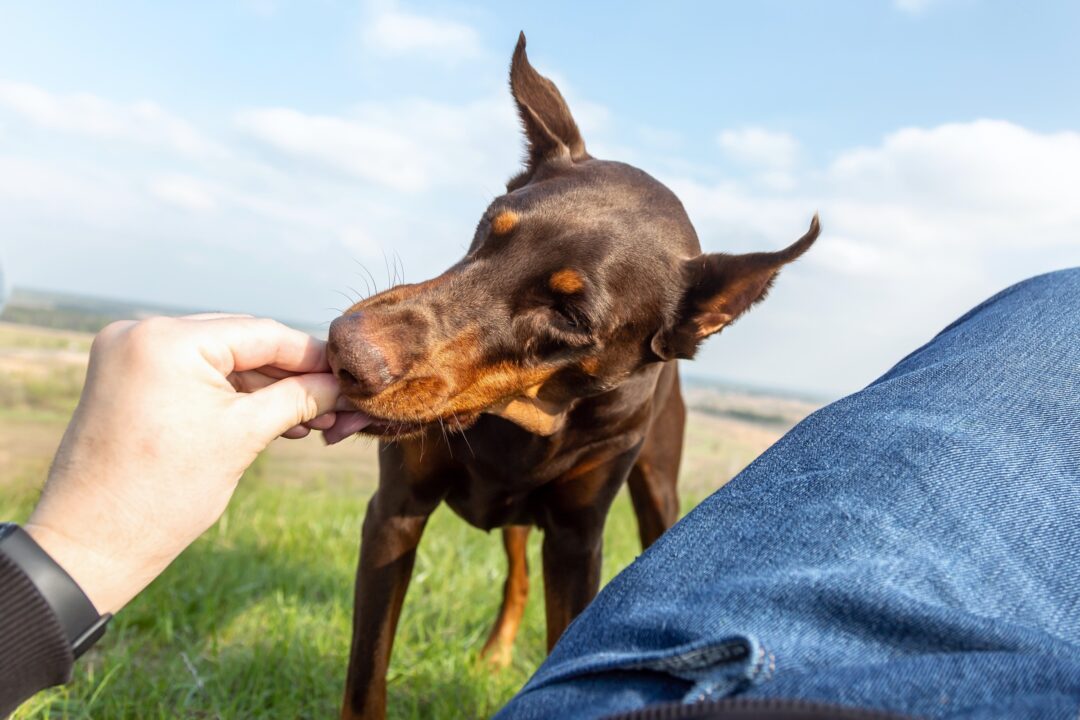 How Much to Feed a Doberman (Puppy & Adult Feeding Chart)