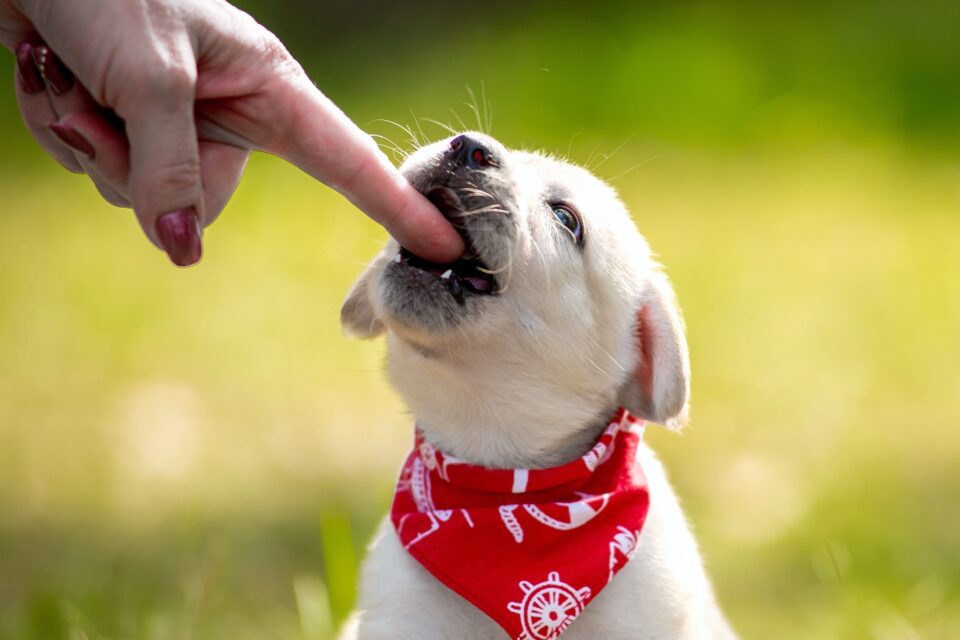 Why Does My Dog Nibble on Me With His Front Teeth?