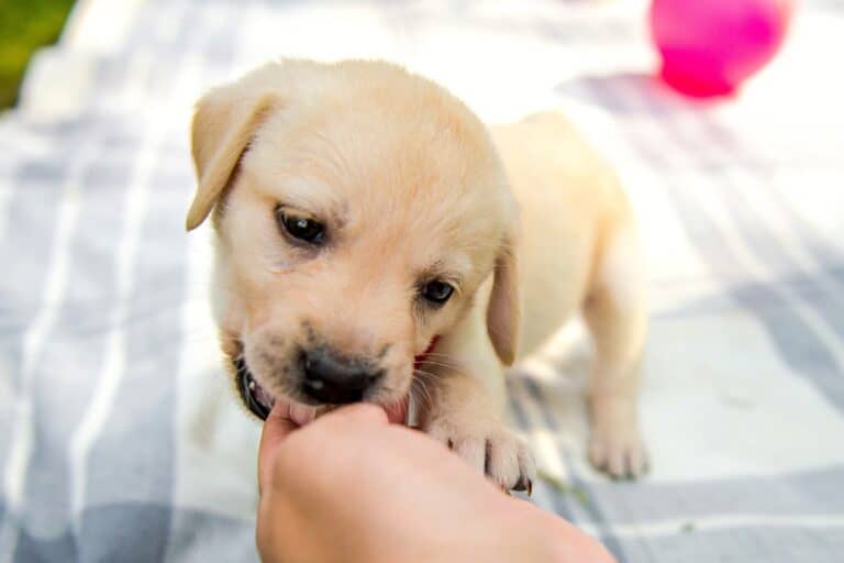 Why Does My Dog Nibble on Me With His Front Teeth?