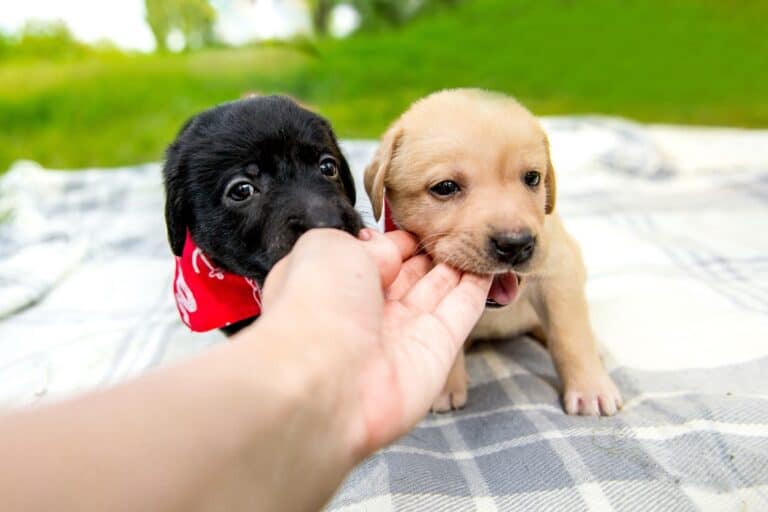 Why Does My Dog Nibble on Me With His Front Teeth?