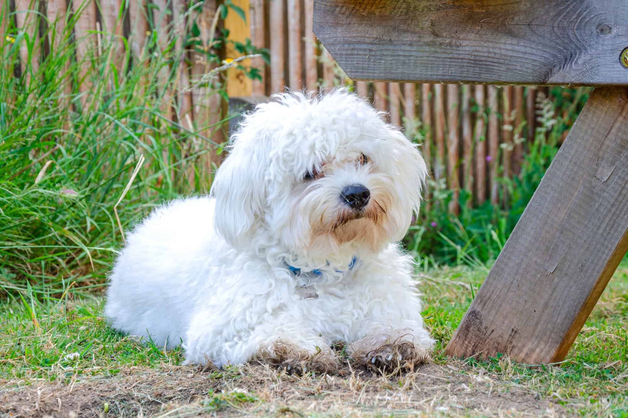 How Much to Feed a Cavapoo (Puppy & Adult Feeding Chart)