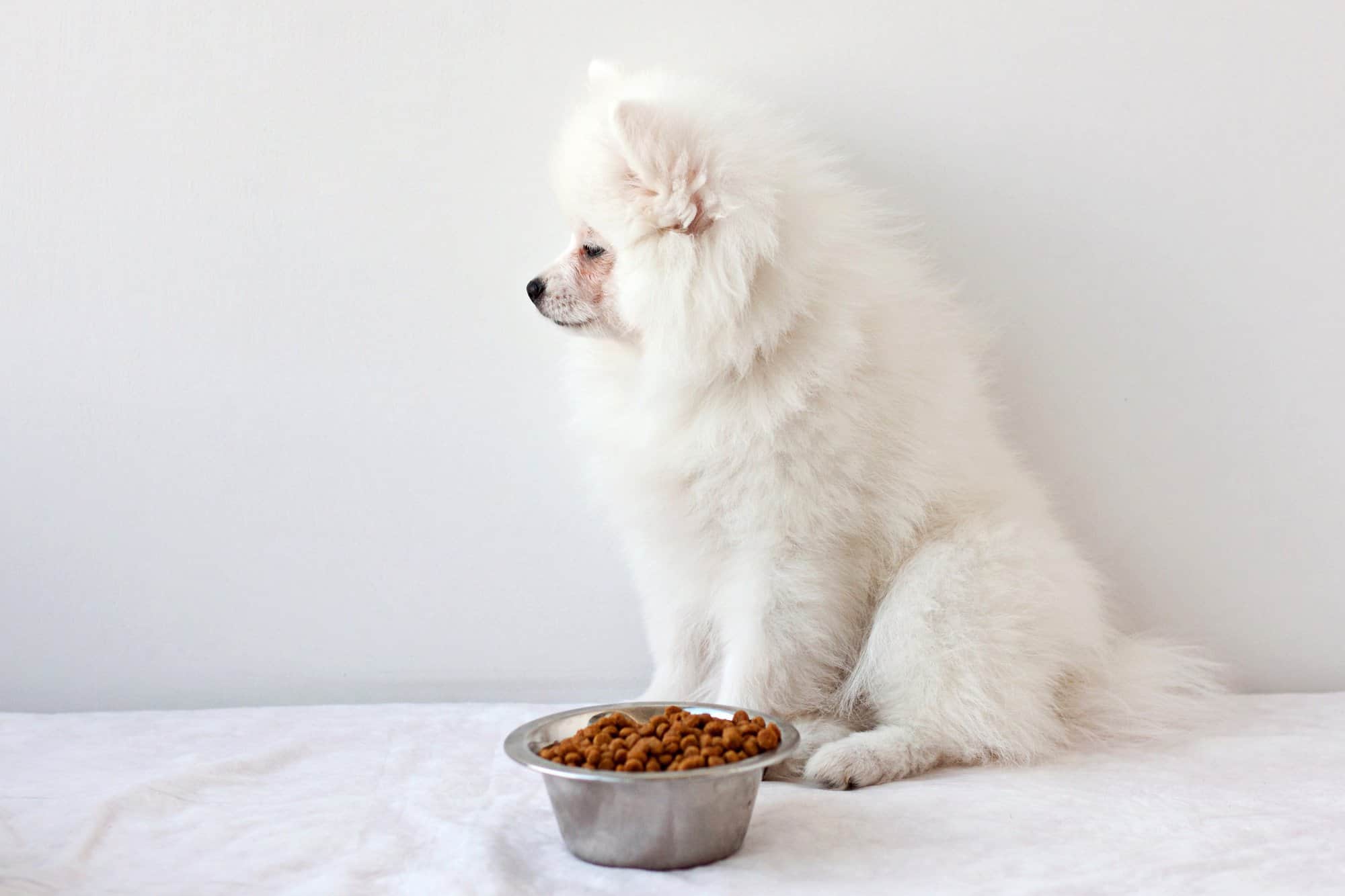 How Much to Feed a Pomeranian (Puppy & Adult Feeding Chart)