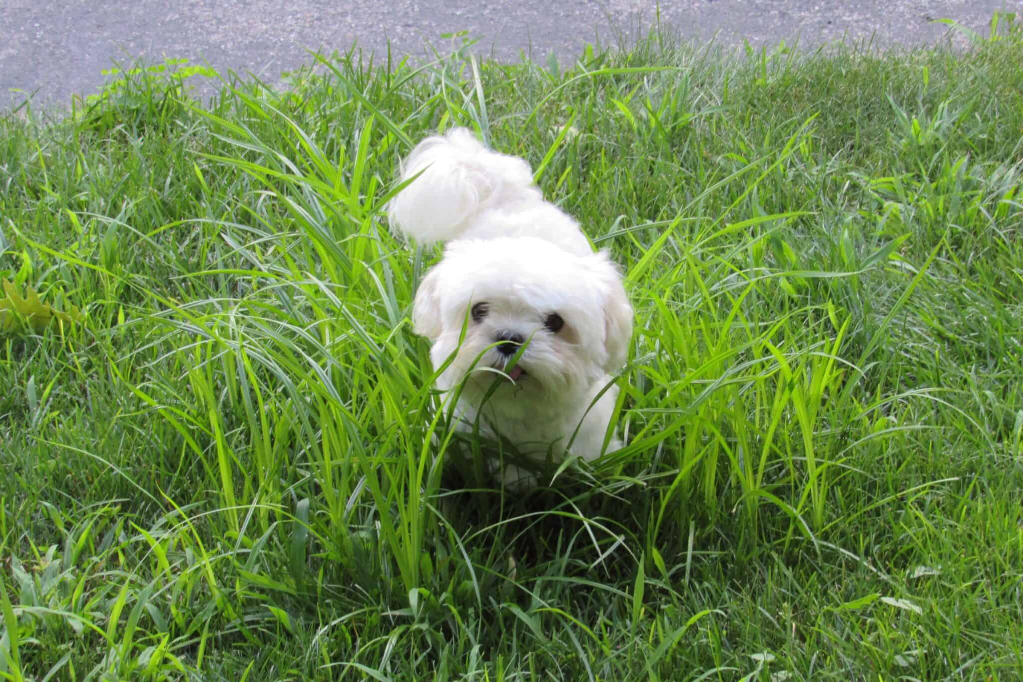 Teacup Maltese A Complete Guide to This Miniature Pooch