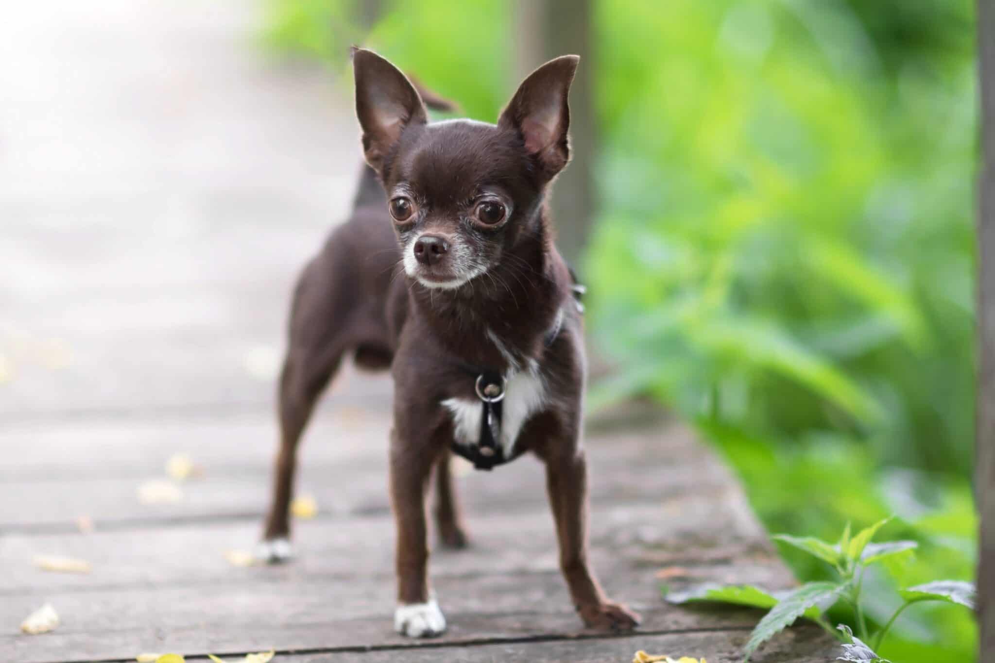 Brown Chihuahua Facts, Traits, & FAQs (With Pictures)