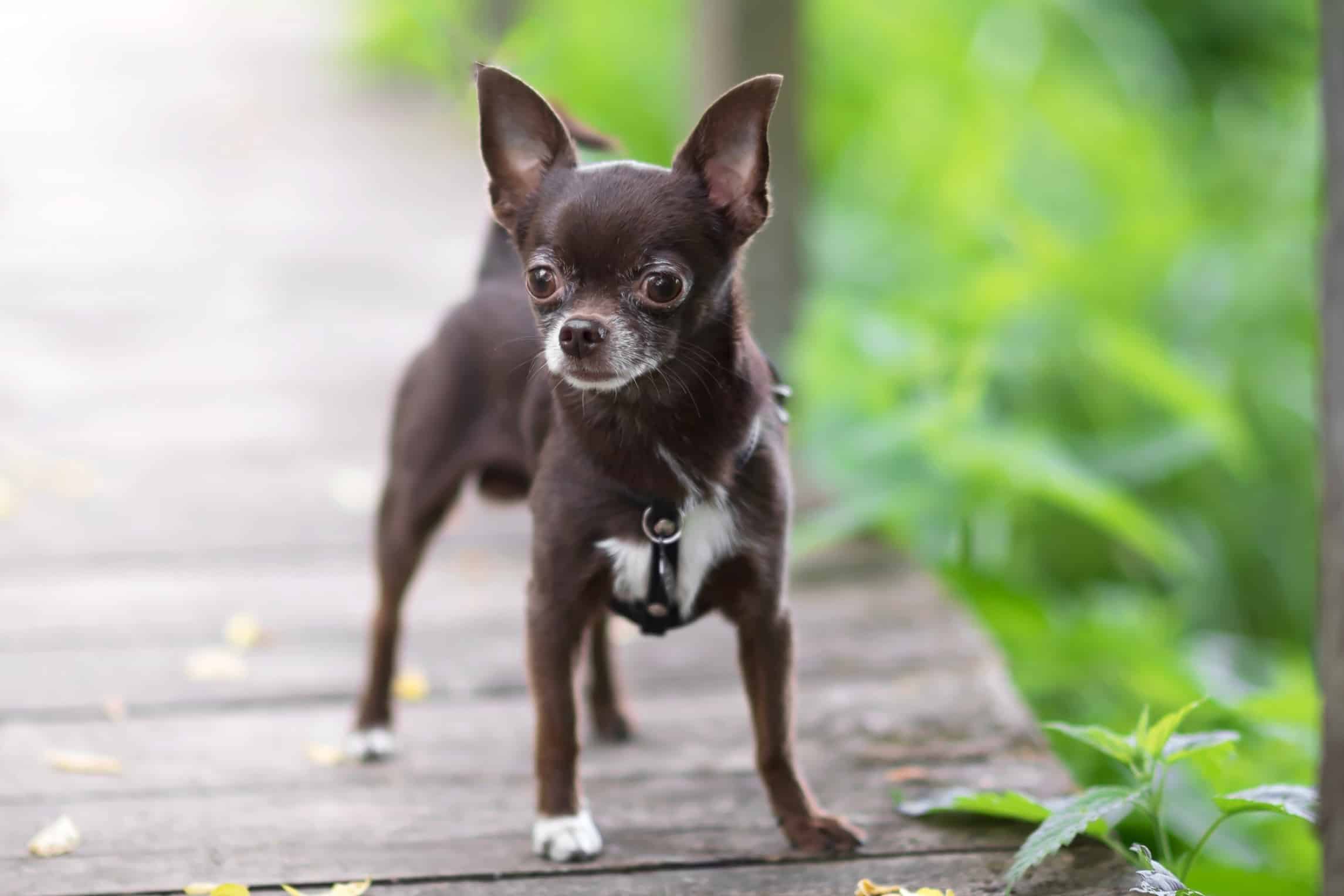 Brown Chihuahua Facts Traits Genetics FAQs With Pictures Brown Chihuahua Facts Traits Genetics FAQs With Pictures