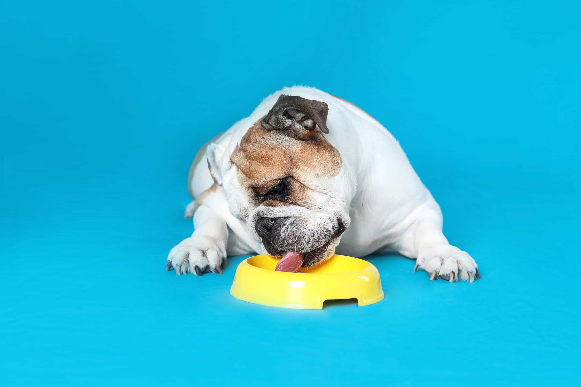 How Much to Feed a Bulldog (Puppy & Adult Feeding Chart)