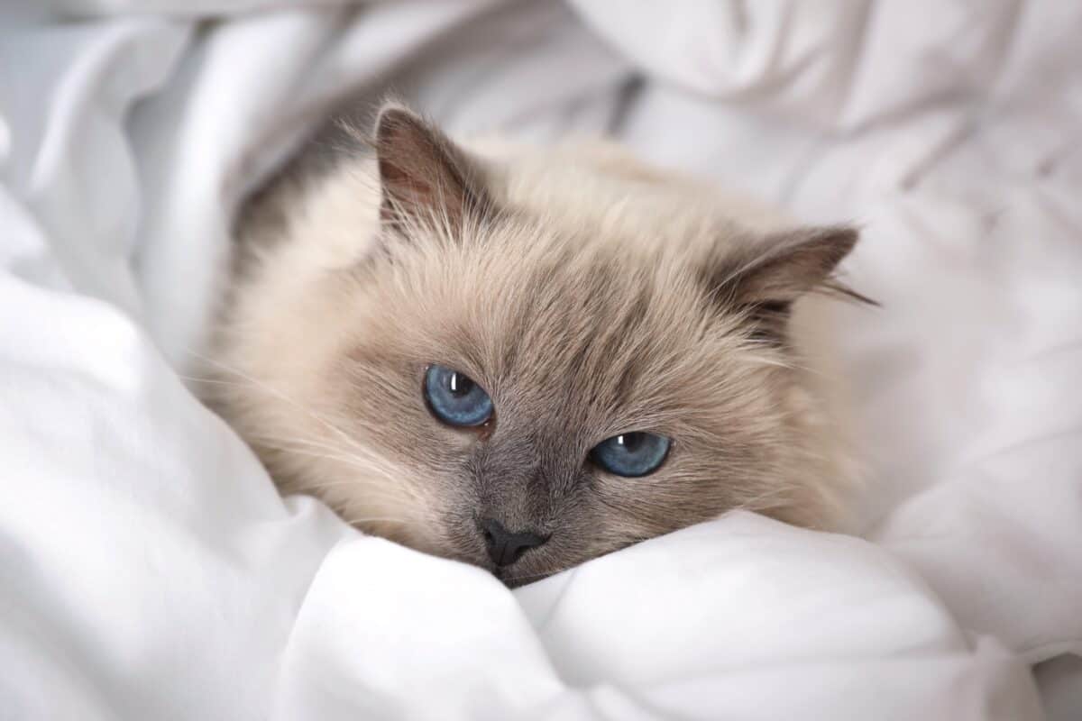 Adorable grey cat breed with blue eyes