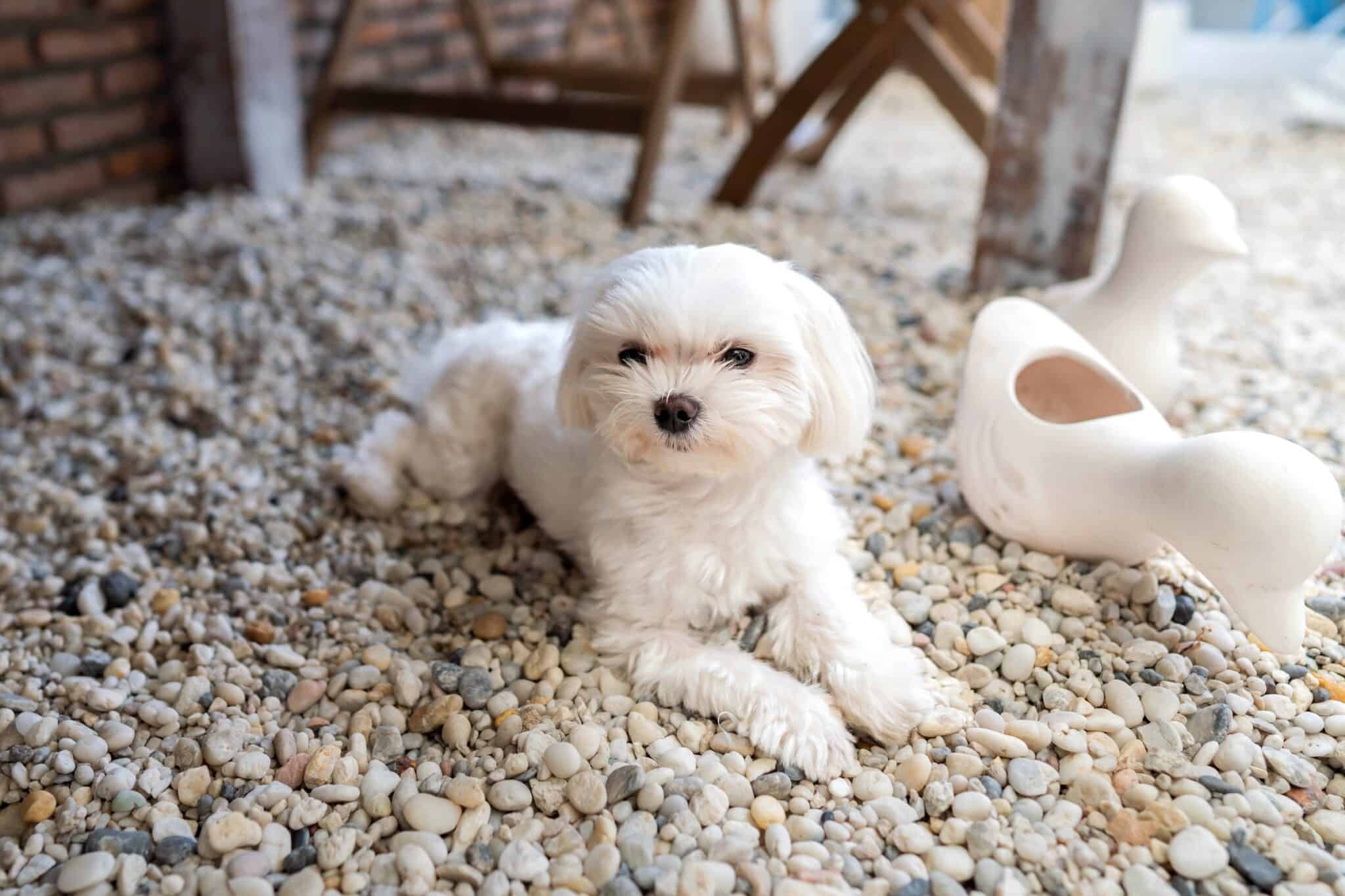 Teacup Maltese A Complete Guide to This Miniature Pooch