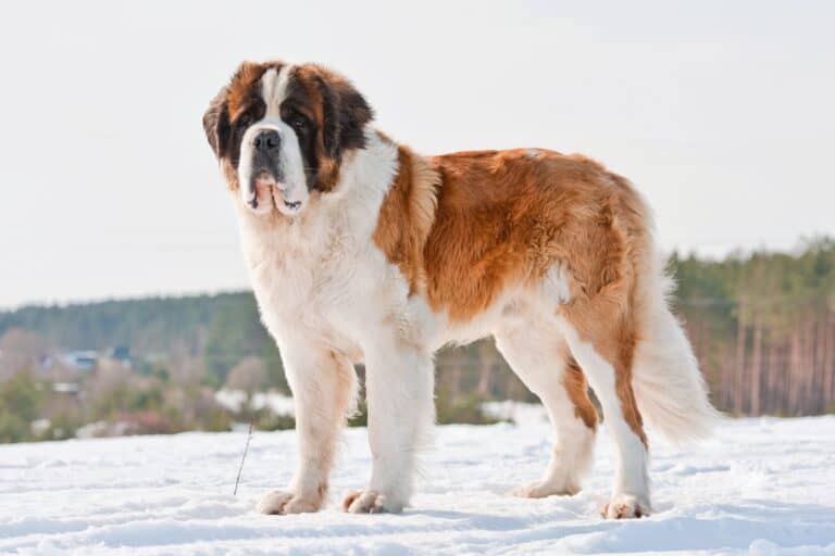 How Much to Feed a Saint Bernard (Feeding Chart & Guide)