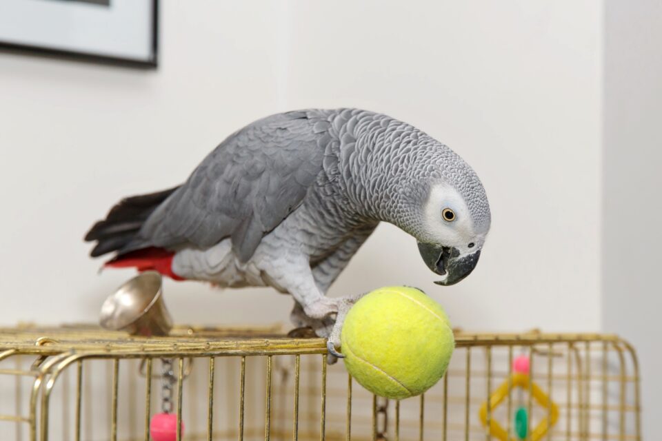 How Much Does an African Grey Parrot Cost? (2024 Price Guide)