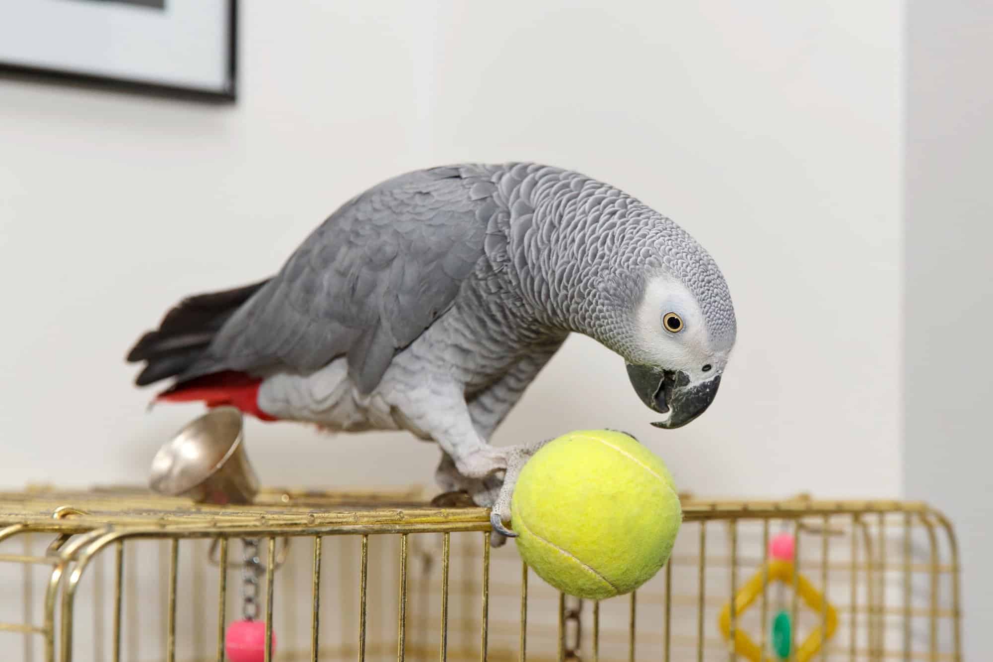 How Much Does an African Grey Parrot Cost? (2026 Price Guide)