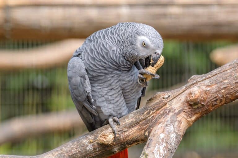 How Much Does an African Grey Parrot Cost? (2024 Price Guide)