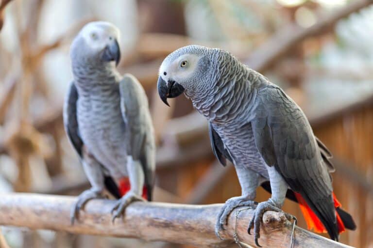 How Much Does an African Grey Parrot Cost? (2024 Price Guide)