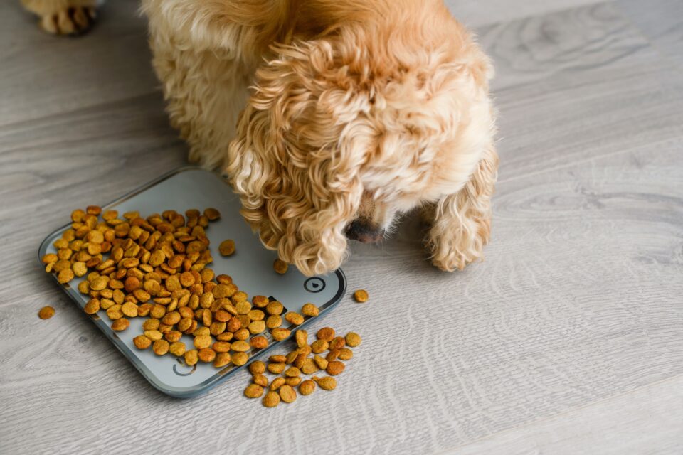 How Much to Feed a Cocker Spaniel (Feeding Chart & Guide)