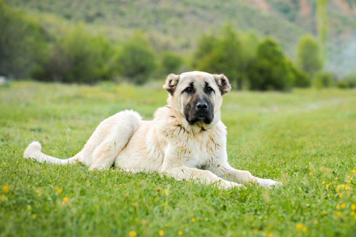 Kangal Shepherd Dog Dog Breed Information Pictures Facts