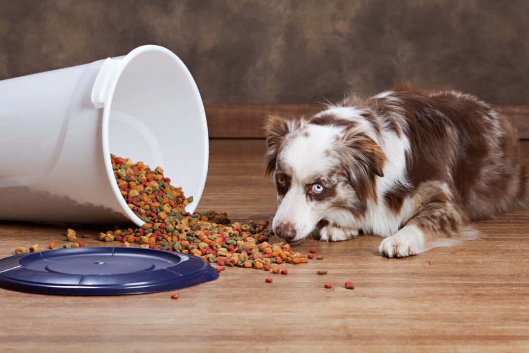 How Much to Feed an Australian Shepherd (Puppy & Adult Feeding Chart)