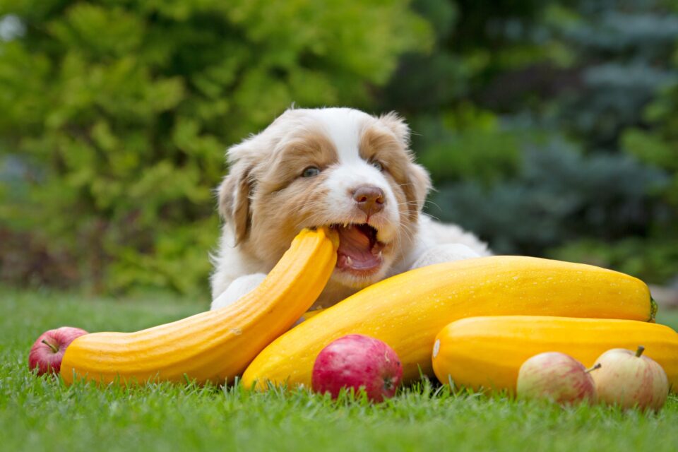 How Much to Feed an Australian Shepherd (Puppy & Adult Feeding Chart)