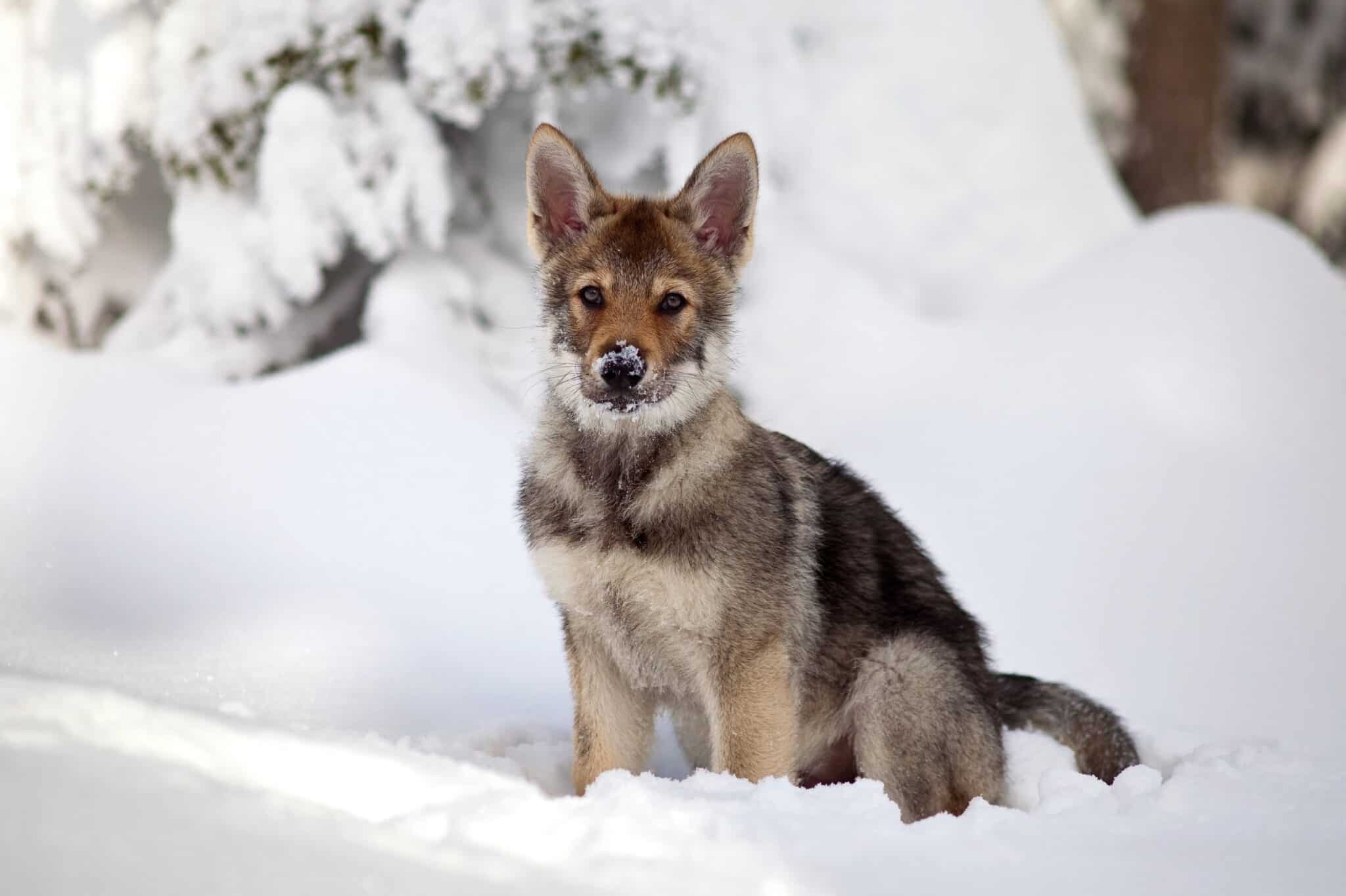 How Much Does a Wolf Dog Cost? (2024 Price Guide)