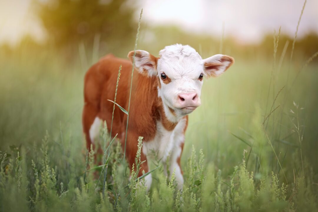 10 Places to Find Mini Cows for Sale (2024) Our Top 10 Picks!