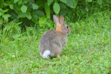 Rabbit Tail Anatomy, Function, Facts & FAQs (With Pictures)