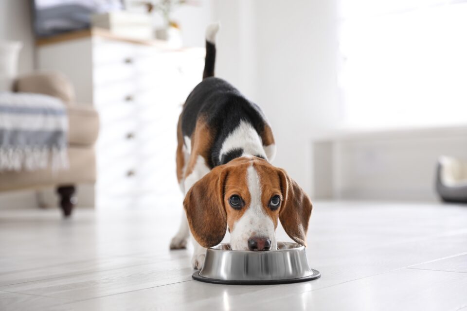 How Much to Feed a Beagle (Puppy & Adult Feeding Chart)