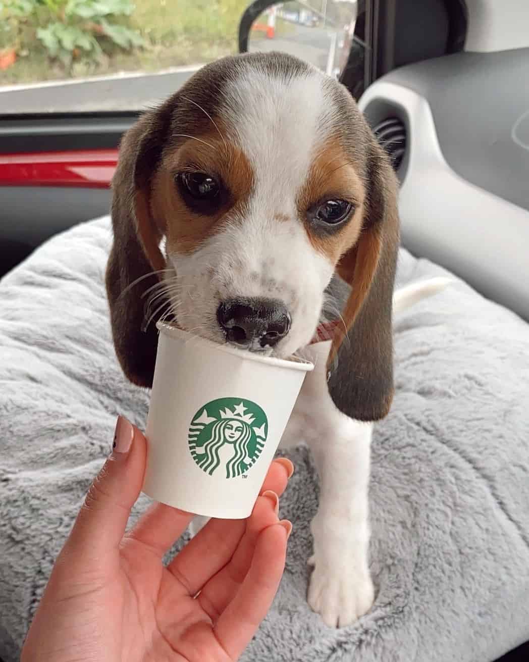 What Is a Starbucks Puppuccino? Cost, Ingredients & FAQs