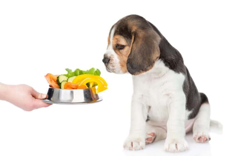 How Much to Feed a Beagle (Puppy & Adult Feeding Chart)