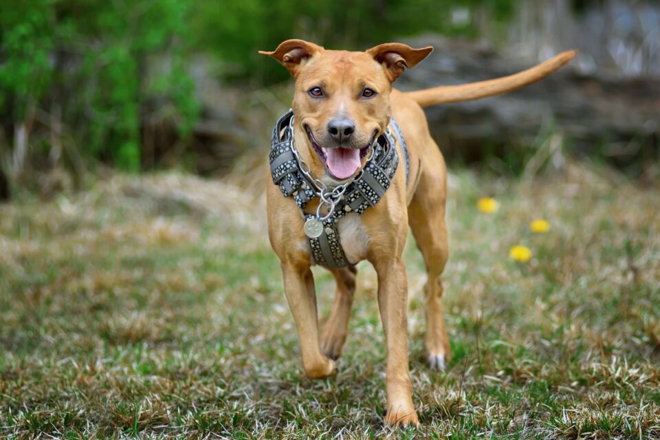 Bear Hunting Dogs 12 Dog Breeds Bred to Hunt Bears
