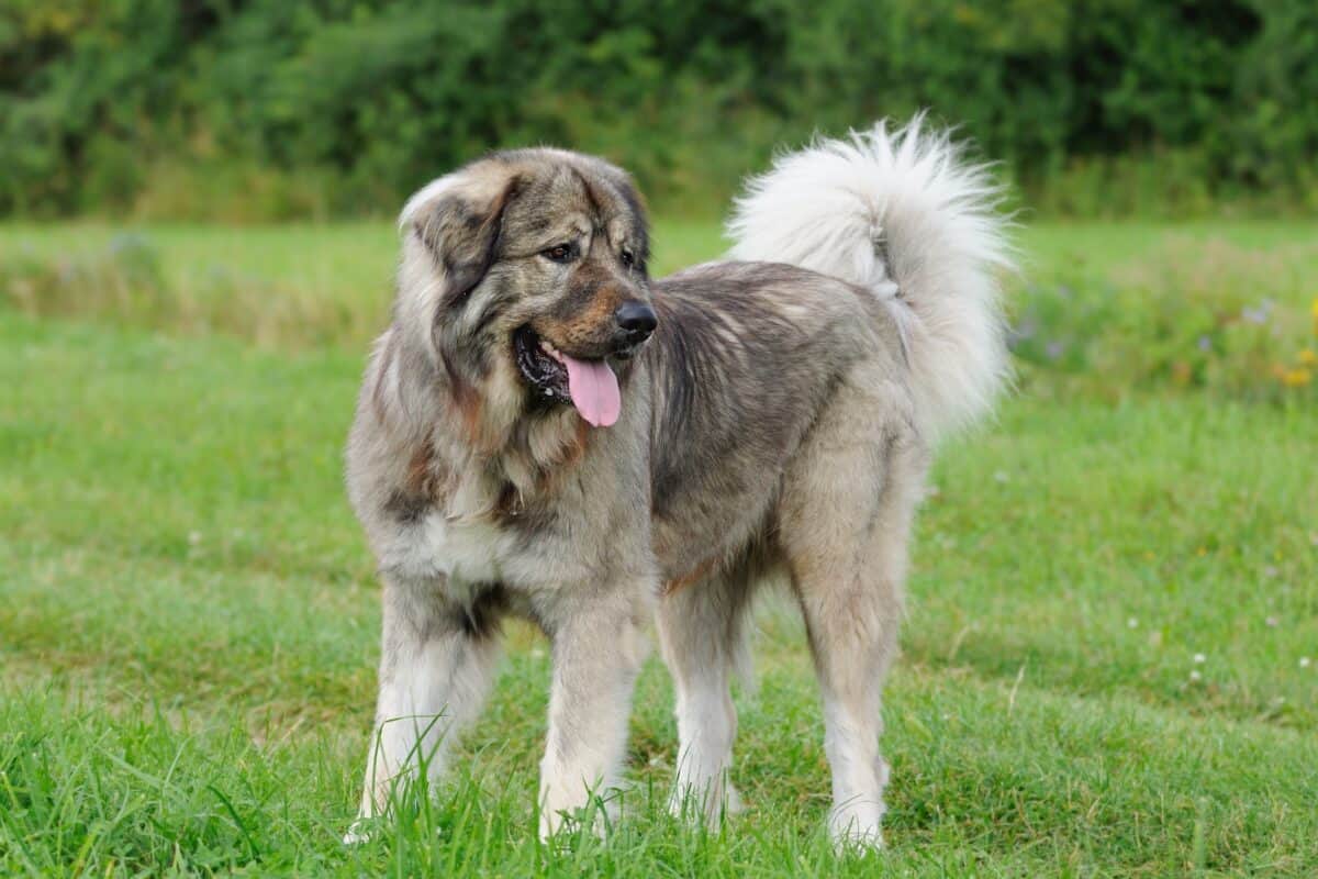 Bear hunting dog breed Caucasian Shepherd Dog
