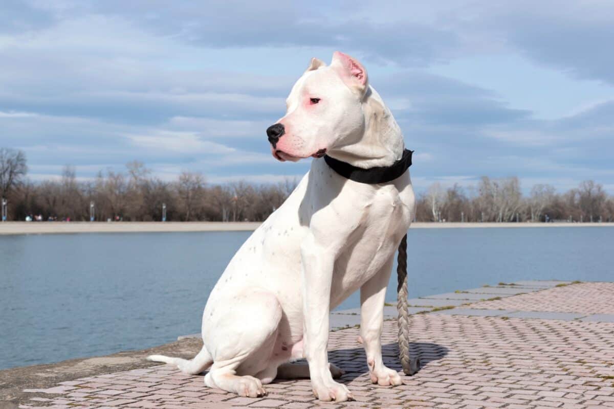 Bear hunting dog breed Dogo Argentino
